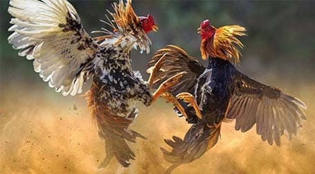 Cảnh báo! Fb68 là một trò lừa đảo, vui lòng không tham gia - Fb68