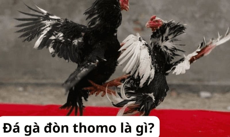 Trò chơi thể thao – Một tính năng quan trọng của hệ thống trò chơi Sao789 - Sao789