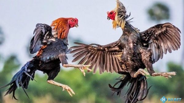 Sự kiện này và mối liên hệ của nó với cuộc đua Dk8 Collision Race - Dk8