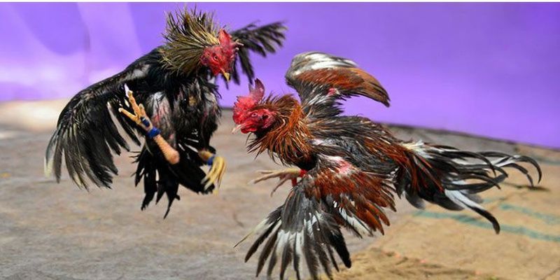 Trải nghiệm dịch vụ trực tuyến đẳng cấp 68Game và tận hưởng! - 68Game